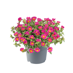 Afbeelding van Ej Portulaca P19 Fuchsia